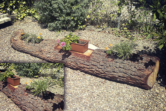 Tras apear un pino, se realizó una jardinera con uno de los troncos, aprovechando su apariencia (la cual quedaría en armonía con el entorno de los pinos que aún le acompañan). De esta manera se le da una segunda vida útil a este árbol, y reciclando su existencia.